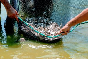 Imagem da notícia - Governo do Amazonas abre oficialmente as atividades do Feirão do Pescado Especial Semana Santa