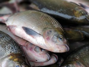 Imagem da notícia - Feirão do Pescado Semana Santa vai disponibilizar mais de 100 toneladas de peixes regionais