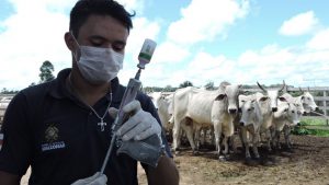 Imagem da notícia - Amazonas vacinará rebanho contra febre aftosa em 21 municípios