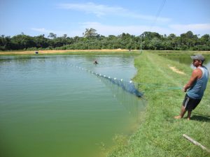 Imagem da notícia - Setor de piscicultura reúne cerca de 4 mil produtores no Amazonas