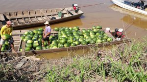 Imagem da notícia - Comunidades de Manicoré estimam produção de 600 mil frutos de melancia na primeira safra