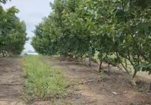 Imagem da notícia - Manaquiri: Projeto assistido pelo IDAM visa alcançar uma produção de 30 toneladas de goiaba neste ano